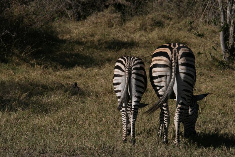 Zebras von hinten